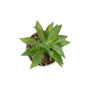 Be Positive pot plant, Pot plant-[ Projectgenz][Daretodreamshop]